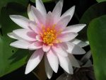 nymphaea-fritz-junge