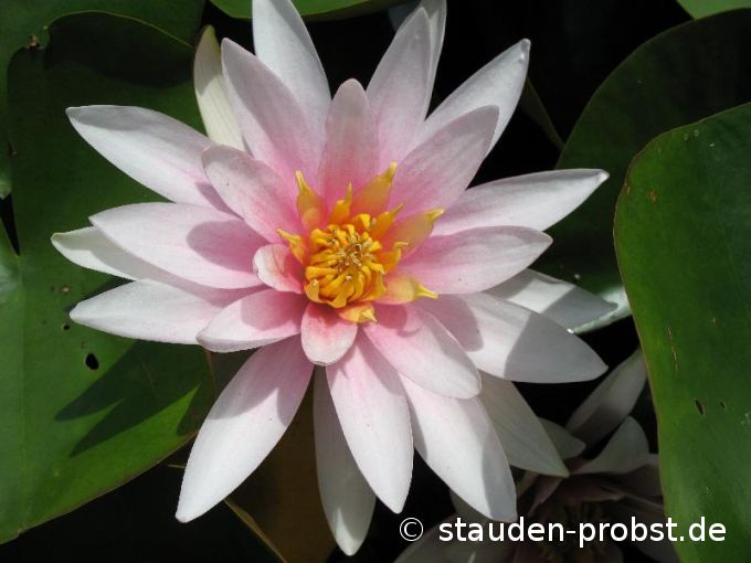 Nymphaea 'Fritz Junge' - Seerose