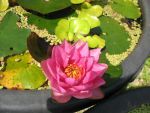 nymphaea-james-brydon