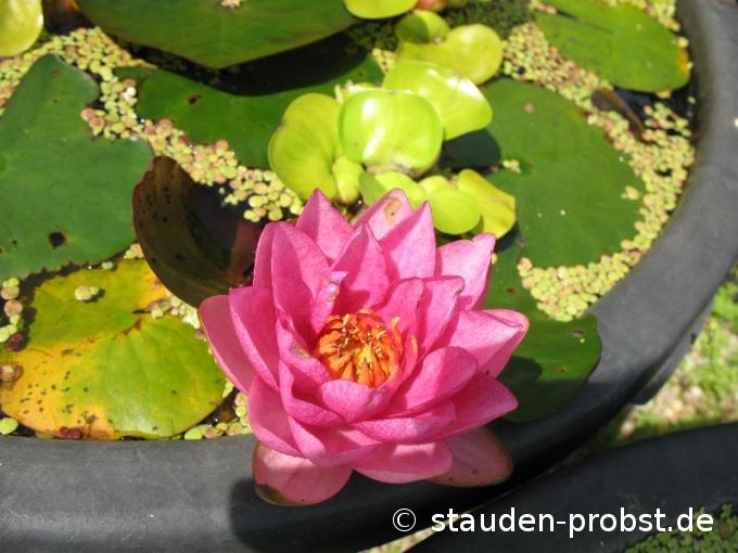 Nymphaea 'James Brydon' - Seerose