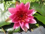 nymphaea-madame-maurice-laydeker