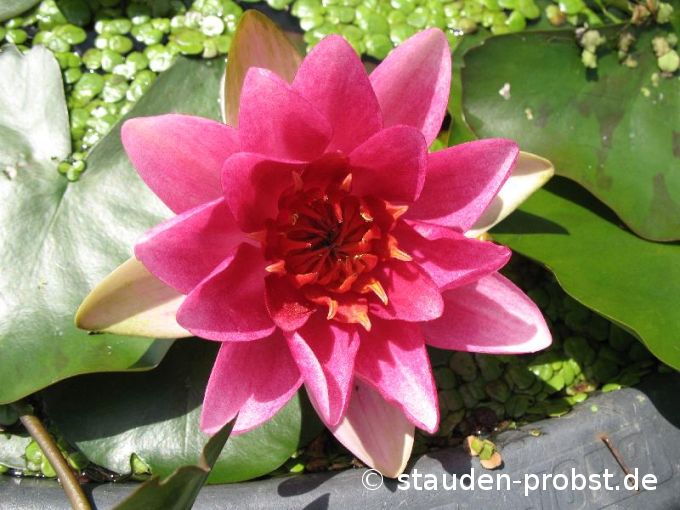 Nymphaea 'Madame Maurice Laydeker' - Seerose