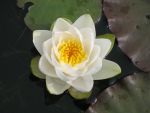 nymphaea-poestlingsberg