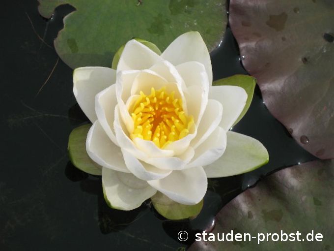 Nymphaea 'Pöstlingsberg' - Seerose