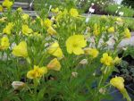 oenothera-biennis-2