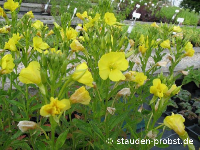 Oenothera biennis - Zweijährige Nachtkerze