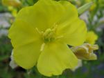 oenothera-biennis