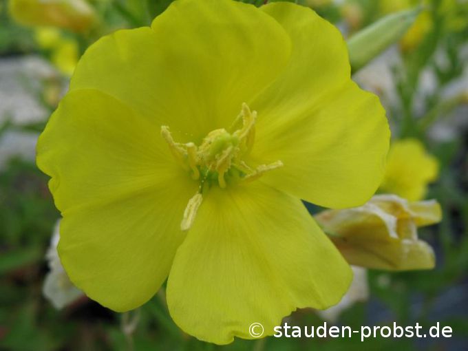 Oenothera biennis - Zweijährige Nachtkerze