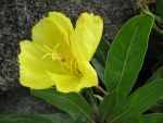 oenothera-missouriensis-2