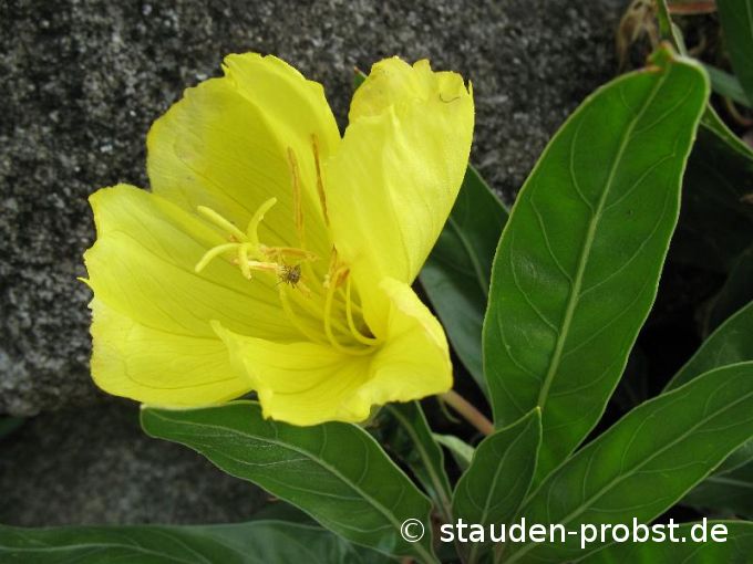 Oenothera missouriensis - Hänge Nachtkerze