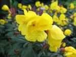 oenothera-tetragona-sonnenwende