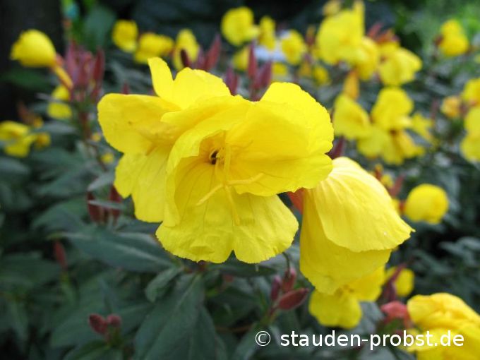 Oenothera tetragona 'Sonnenwende' - Bronzeblatt Nachtkerze