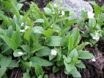 ompalodes-verna-alba-2