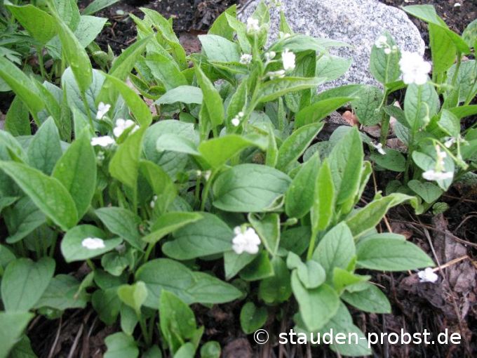 Omphalodes verna 'Alba' - Frühjahrsgedenkemein