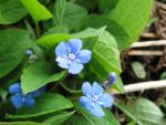 omphalodes-verna-2
