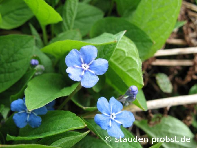 Omphalodes verna - Frühjahrsgedenkemein