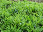 omphalodes-verna-3