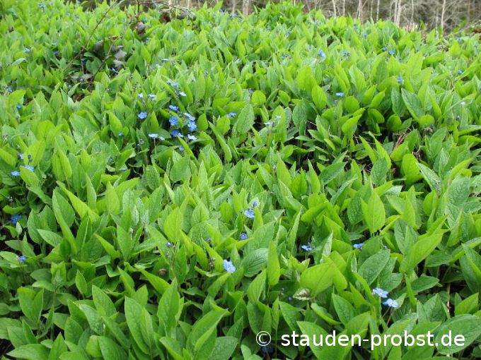 Omphalodes verna - Frühjahrsgedenkemein