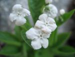 omphalodes-verna-alba