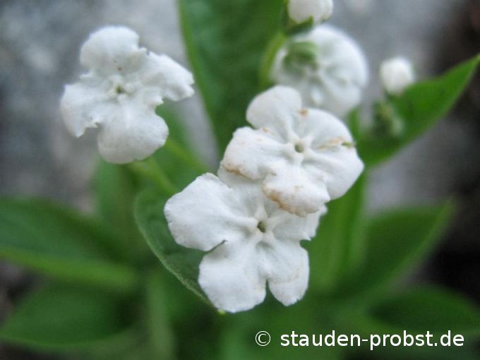 Omphalodes verna 'Alba' - Frühjahrsgedenkemein