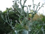 onopordum-acanthium-2