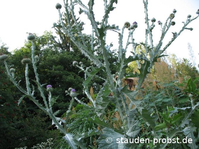 Onopordum acanthium - Eselsdistel