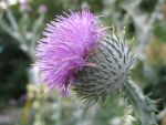 onopordum-acanthium