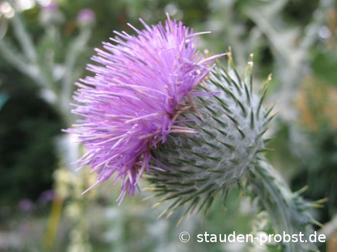 Onopordum acanthium - Eselsdistel
