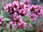 origanum-laevigatum-nymphenburg