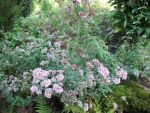 origanum-vulgare-2