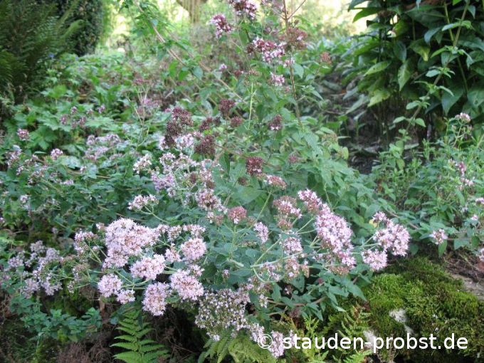 Origanum vulgare - Staudenmajoran