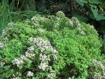 origanum-vulgare-compactum-2