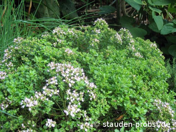 Origanum vulgare 'Compactum' - Staudenmajoran