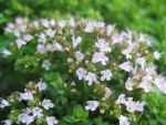 origanum-vulgare-compactum