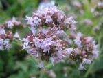 origanum-vulgare