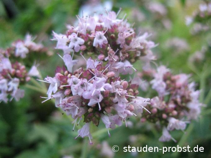 Origanum vulgare - Staudenmajoran