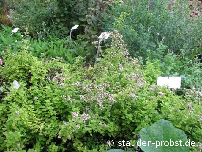 Origanum vulgare 'Thumbles' - Staudenmajoran