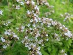 origanum-vulgaris-thumbles