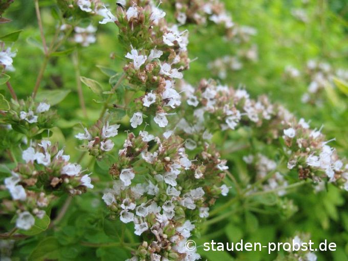 Origanum vulgare 'Thumbles' - Staudenmajoran