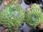 orostachys-spinosa-minor-1