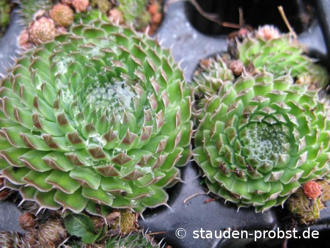 Orostachys spinosa 'Minor' - Sternwurz