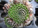 orostachys-spinosa-minor-2