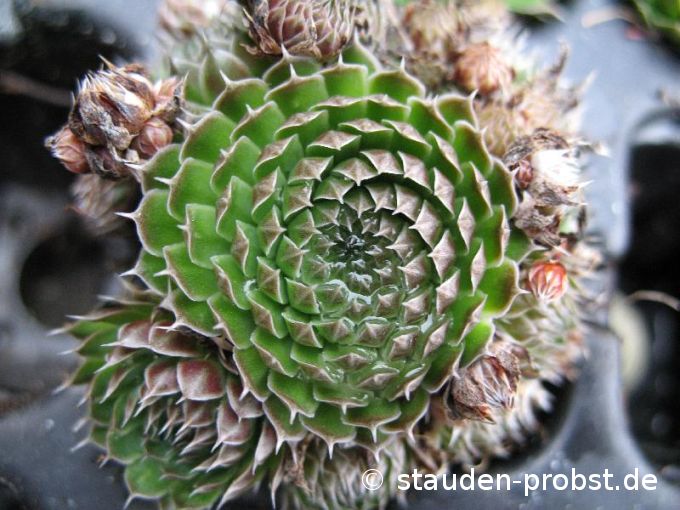 Orostachys spinosa 'Minor' - Sternwurz