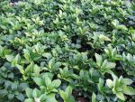 pachysandra-terminalis-green-carpet-2