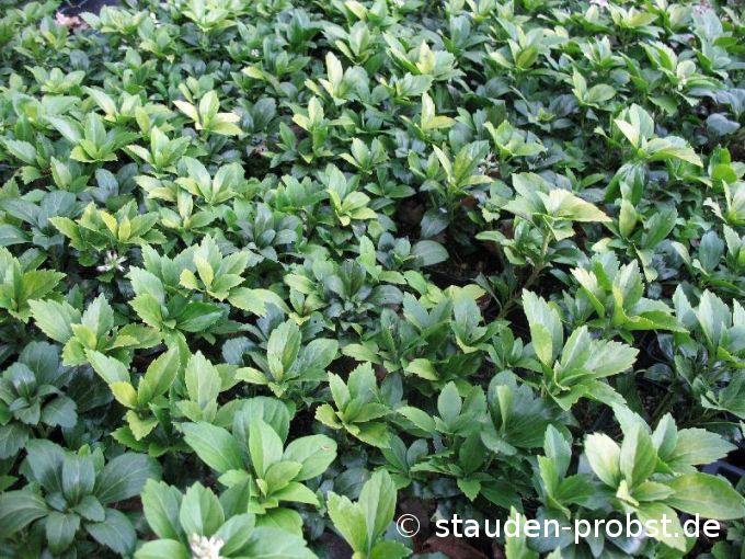 Pachysandra terminalis 'Green Carpet' - Ysander, Dickblatt