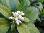 pachysandra-terminalis-green-carpet