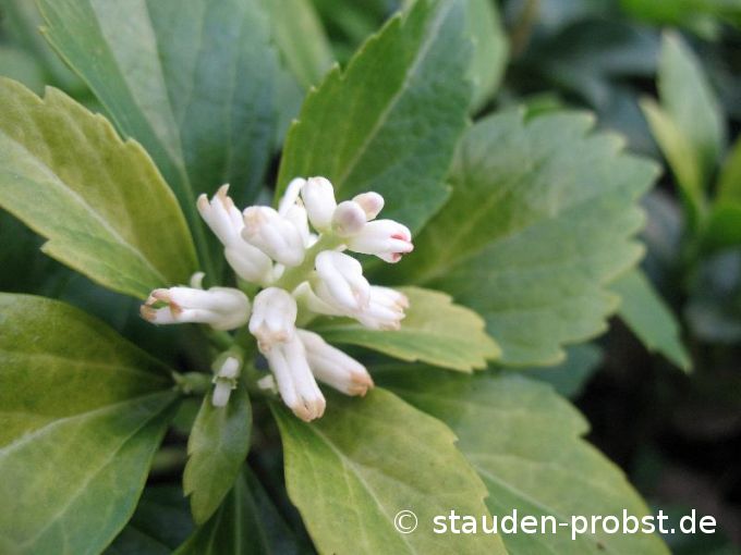 Pachysandra terminalis 'Green Carpet' - Ysander, Dickblatt