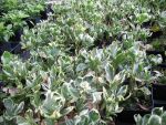 pachysandra-terminalis-variegata-2