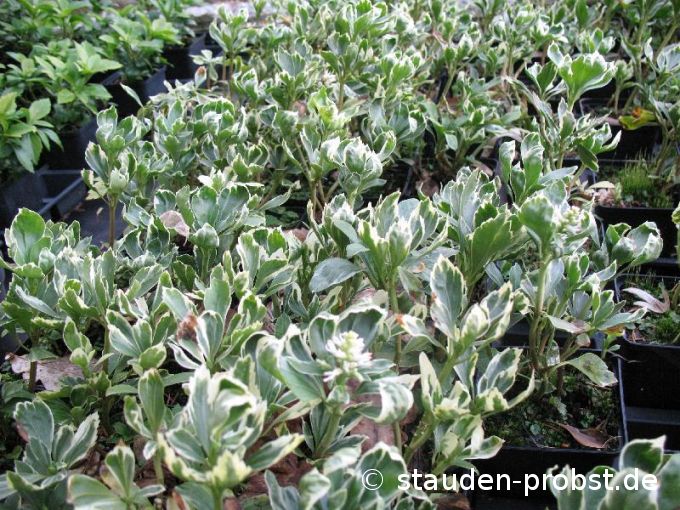 Pachysandra terminalis 'Variegata' - Ysander, Dickblatt