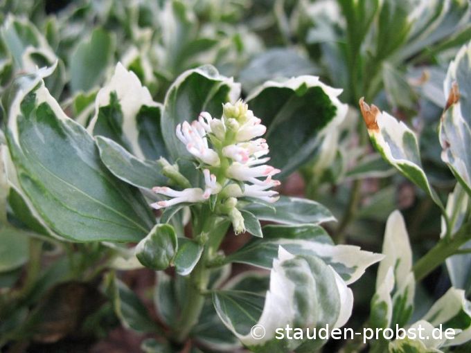 Pachysandra terminalis 'Variegata' - Ysander, Dickblatt
